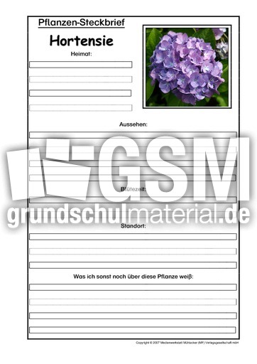 Pflanzensteckbrief-Hortensie.pdf